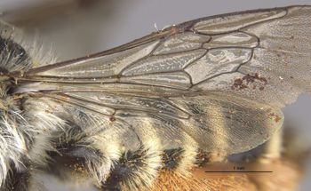Media type: image;   Entomology 15708 Aspect: Wing hind